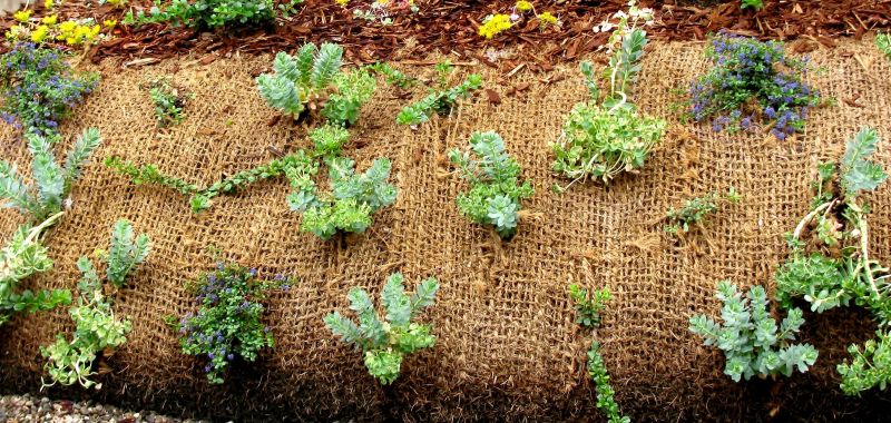 Vegetative Cover Establishment